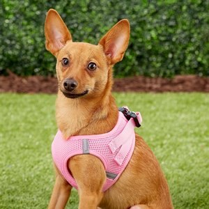 Frisco Small Breed Soft Vest Step In Personalized Back Clip Dog Harness, Pink, 12 to 15-in chest