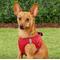 Show in main carousel: Frisco Small Breed Soft Vest Step In Personalized Back Clip Dog Harness, Red, 15 to 18-in chest slide 7 of 9