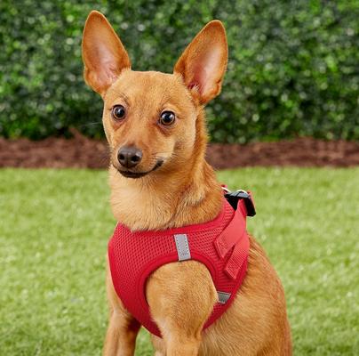 Show full view: Frisco Small Breed Soft Vest Step In Personalized Back Clip Dog Harness, Red, 15 to 18-in chest slide 7 of 9