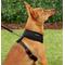 Show in main carousel: Frisco Small & Medium Breed Soft Mesh Personalized Back Clip Dog Harness, 14 to 18.5-in chest, Black slide 8 of 9