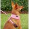 Show in main carousel: Frisco Small & Medium Breed Soft Mesh Personalized Back Clip Dog Harness, 18.5 to 24-in chest, Pink slide 7 of 8
