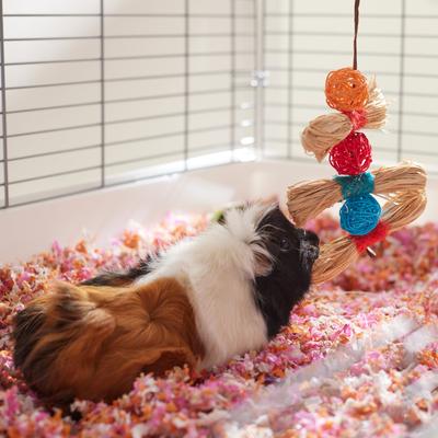 Show full view: Frisco Small Pet Hanging Ball and Grass Chew Toy slide 3 of 5