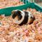 Show in main carousel: Frisco Small Pet Paper Bedding, 56-L slide 5 of 7