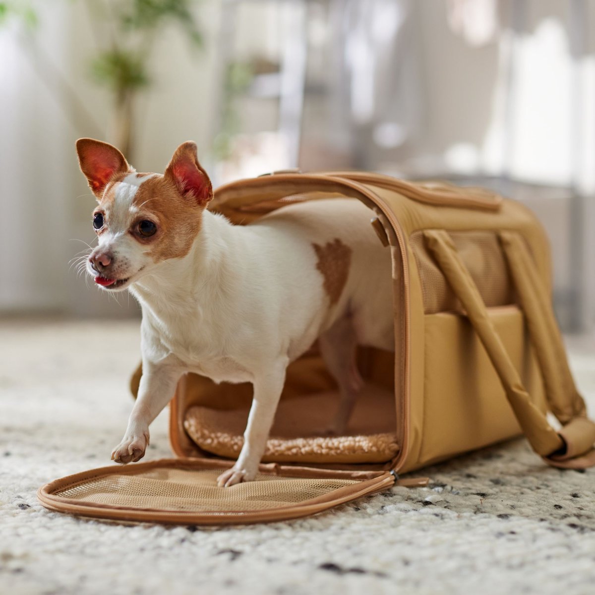 Frisco Soft-Sided Airline Compliant Dog & Cat Carrier, Beige