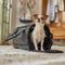 Show in main carousel: Frisco Soft-Sided Airline Compliant Dog & Cat Carrier, Black slide 1 of 11