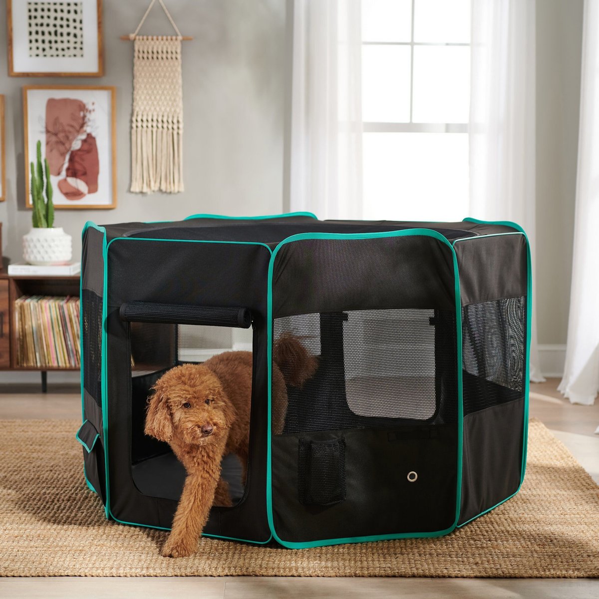 Frisco Soft-Sided Dog, Cat & Small Pet Exercise Playpen, Black/Teal, 62-in L x 62-in W x 36-in H
