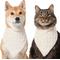 Show in main carousel: Frisco Solid Faux Fur Dog & Cat Bandana, X-Small/Small slide 1 of 8