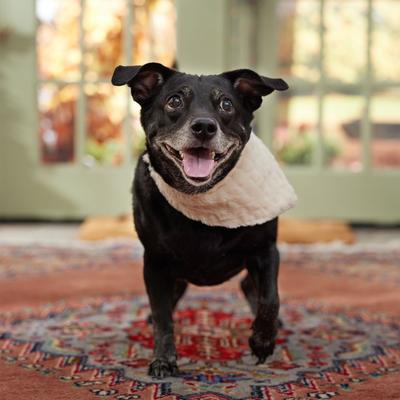 Show full view: Frisco Solid Faux Fur Dog & Cat Bandana, X-Small/Small slide 5 of 8