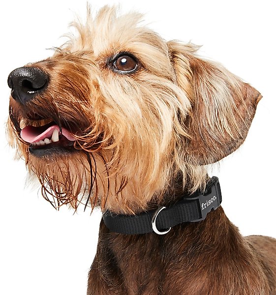 Show full view: Frisco Solid Nylon Dog Collar, Black, XS: 8 to 12-in neck, 5/8-in W slide 4 of 9
