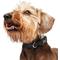 Show in main carousel: Frisco Solid Nylon Dog Collar, Black, XS: 8 to 12-in neck, 5/8-in W slide 5 of 10
