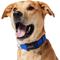 Show in main carousel: Frisco Solid Nylon Dog Collar, Blue, Large: 18 to 26-in neck, 1-in wide slide 4 of 9