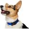 Show in main carousel: Frisco Solid Nylon Dog Collar, Blue, Med: 14 to 20-in neck, 3/4-in W slide 4 of 9