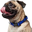 Show in main carousel: Frisco Solid Nylon Dog Collar, Blue, S: 10 to 14-in neck, 5/8-in W slide 4 of 9