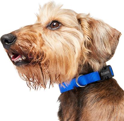 Show full view: Frisco Solid Nylon Dog Collar, Blue, XS: 8 to 12-in neck, 5/8-in W slide 4 of 9