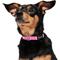 Show in main carousel: Frisco Solid Nylon Dog Collar, Pink, S: 10 to 14-in neck, 5/8-in W slide 5 of 10