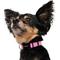 Show in main carousel: Frisco Solid Nylon Dog Collar, Pink, XS: 8 to 12-in neck, 5/8-in W slide 4 of 9