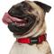 Show in main carousel: Frisco Solid Nylon Dog Collar, Red, S: 10 to 14-in neck, 5/8-in W slide 4 of 9