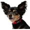 Show in main carousel: Frisco Solid Nylon Dog Collar, Red, XS: 8 to 12-in neck, 5/8-in W slide 4 of 9