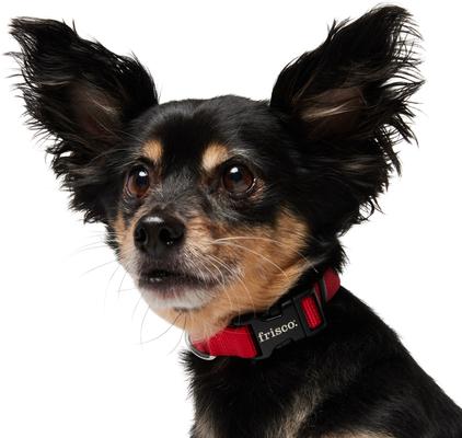 Show full view: Frisco Solid Nylon Dog Collar, Red, XS: 8 to 12-in neck, 5/8-in W slide 4 of 9