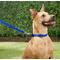 Show in main carousel: Frisco Solid Nylon Dog Leash, Blue, Medium: 6-ft long, 3/4-in wide slide 2 of 7
