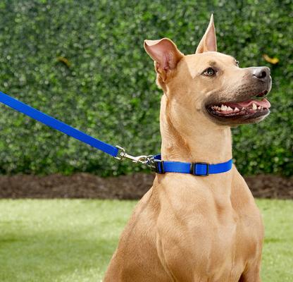 Show full view: Frisco Solid Nylon Dog Leash, Blue, Small: 6-ft long, 5/8-in wide slide 2 of 7