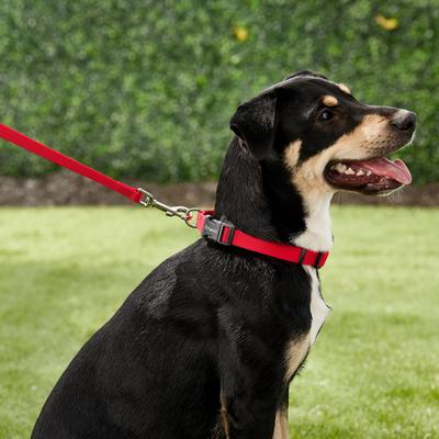 Show full view: Frisco Solid Nylon Dog Leash, Red, X-Small: 6-ft long, 3/8-in wide slide 3 of 8