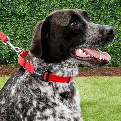 Show full view: Frisco Solid Nylon Martingale Dog Collar with Buckle, Red, Large: 20 to 25-in neck, 1-in wide slide 3 of 9