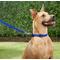 Show in main carousel: Frisco Solid Nylon Personalized Dog Leash, Blue, Large: 6-ft long, 1-in wide slide 5 of 7