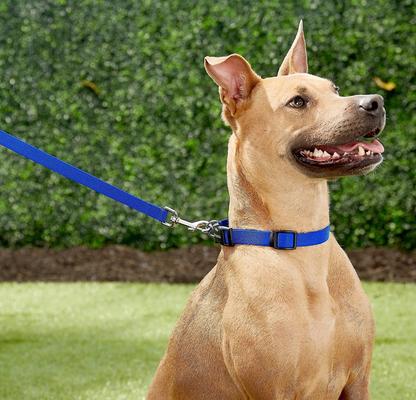 Show full view: Frisco Solid Nylon Personalized Dog Leash, Blue, Large: 6-ft long, 1-in wide slide 5 of 7