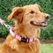 Show in main carousel: Frisco Solid Nylon Personalized Martingale Dog Collar, Pink, Medium: 17 to 20-in neck, 1-in wide slide 7 of 8