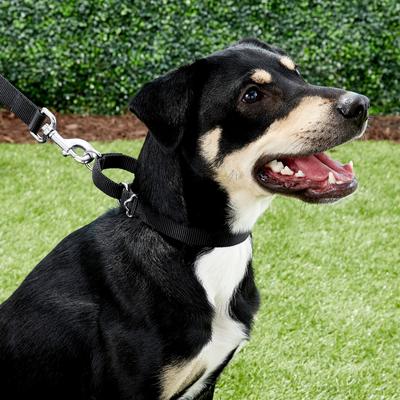 Show full view: Frisco Solid Nylon Slip-On Martingale Dog Collar, Black, S: 13 to 18-in neck, 3/4-in W slide 4 of 8