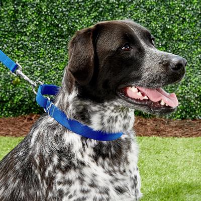 Show full view: Frisco Solid Nylon Slip-On Martingale Dog Collar, Blue, Large: 17 to 25-in neck, 1-in wide slide 3 of 7