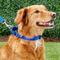Show in main carousel: Frisco Solid Nylon Slip-On Martingale Dog Collar, Blue, Medium: 14 to 20-in neck, 1-in wide slide 4 of 8