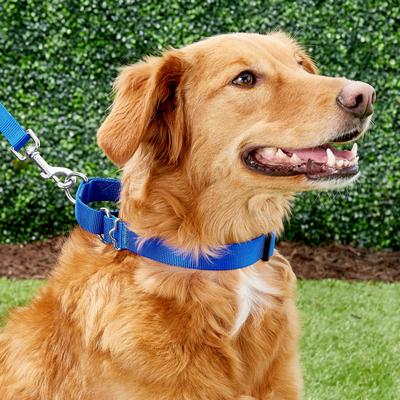 Show full view: Frisco Solid Nylon Slip-On Martingale Dog Collar, Blue, Medium: 14 to 20-in neck, 1-in wide slide 4 of 8