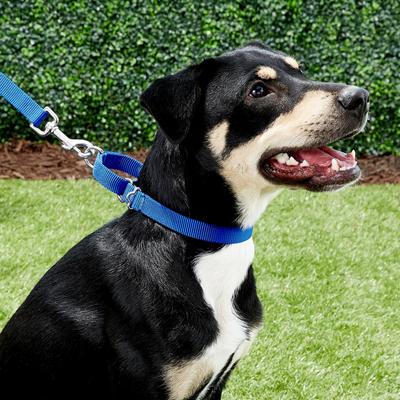 Show full view: Frisco Solid Nylon Slip-On Martingale Dog Collar, Blue, S: 13 to 18-in neck, 3/4-in W slide 4 of 8