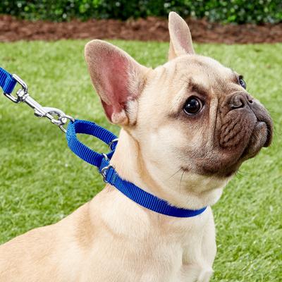 Show full view: Frisco Solid Nylon Slip-On Martingale Dog Collar, Blue, XS: 10 to 14-in neck, 5/8-in W slide 3 of 7