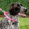 Show in main carousel: Frisco Solid Nylon Slip-On Martingale Dog Collar, Pink, Large: 17 to 25-in neck, 1-in wide slide 4 of 8