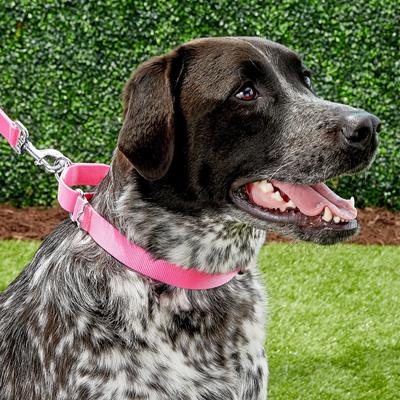 Show full view: Frisco Solid Nylon Slip-On Martingale Dog Collar, Pink, Large: 17 to 25-in neck, 1-in wide slide 4 of 8