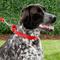 Show in main carousel: Frisco Solid Nylon Slip-On Martingale Dog Collar, Red, Large: 17 to 25-in neck, 1-in wide slide 3 of 7