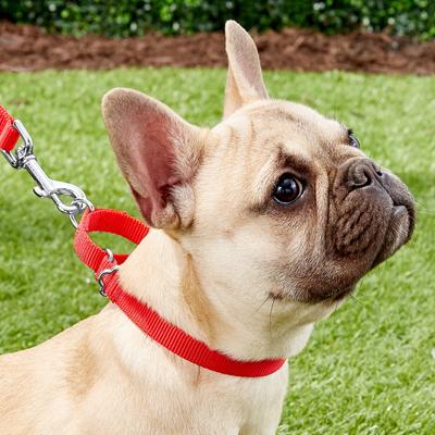 Show full view: Frisco Solid Nylon Slip-On Martingale Dog Collar, Red, XS: 10 to 14-in neck, 5/8-in W slide 3 of 7