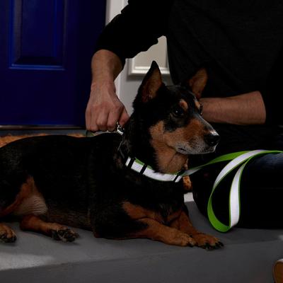 Show full view: Frisco Solid Polyester Personalized Reflective Dog Leash, Lime, Small: 6-ft long, 5/8-in wide slide 4 of 5
