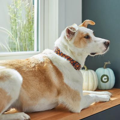 Show full view: Frisco Spooky Pumpkin Dog Collar, Small slide 4 of 6