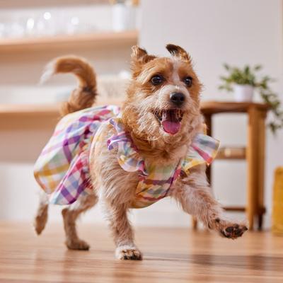 Show full view: Frisco Ruffle Dog & Cat Dress, Gingham, Large slide 7 of 10