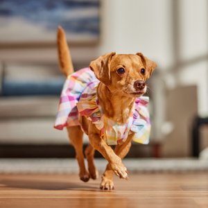 Frisco Ruffle Dog & Cat Dress, Gingham, Small