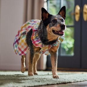 Frisco Ruffle Sleeve Dog & Cat Dress, Gingham, X-Large