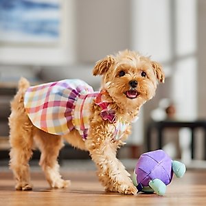 Frisco Spring Ruffle Dog & Cat Dress, Gingham, X-Small