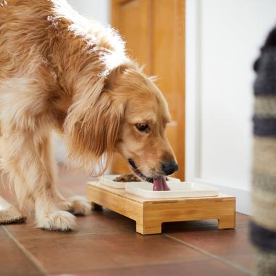 Show full view: Frisco Square Melamine Dog & Cat Bowl Set with Bamboo Stand, Medium: 5 cup slide 7 of 8