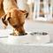 Show in main carousel: Frisco Stainless Steel Double Dog Bowls with Melamine Stand, Small: 1.5 cup slide 4 of 5