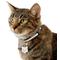Show in main carousel: Frisco Stainless Steel Personalized Dog & Cat ID Tag, Cat, Small slide 4 of 5