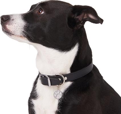 Show full view: Frisco Stainless Steel Personalized Dog & Cat ID Tag, Paw Print, Silver, Small slide 5 of 7